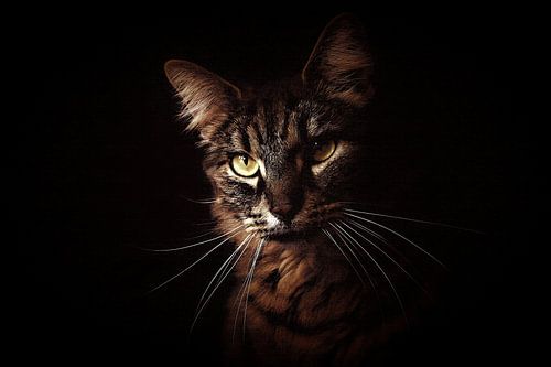 Portret van een kat oude meesters schilderij stijl
