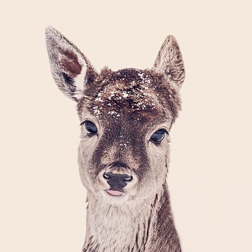Young Deer With Snowflakes