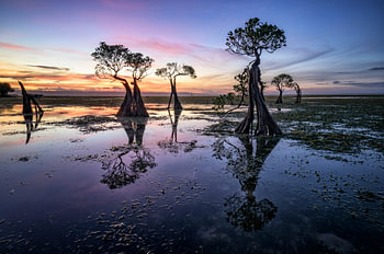 Tanzende Mangroven bei Sonnenaufgang auf Sumba