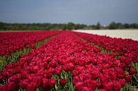 Rote Tulpen in der Zwiebelregion