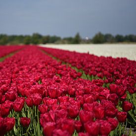 Rode tulpen in de bollenstreek van Maartje Abrahams