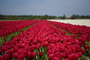 Red tulips in the bulb region