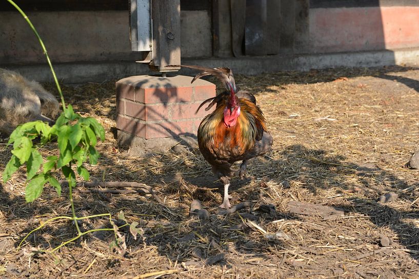 Un coq coloré se promène dans la ferme des enfants par Silva Wischeropp