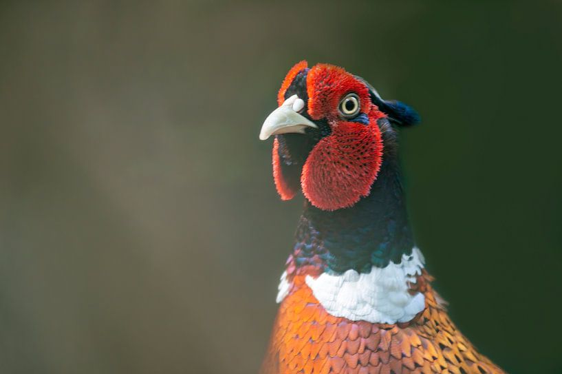 Pheasant rooster head portrait in forest by Mario Plechaty Photography