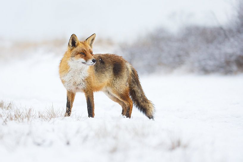 winter van Pim Leijen