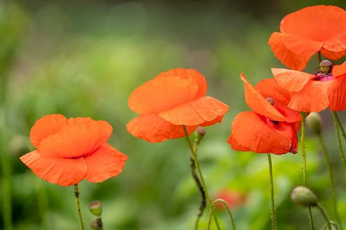 Klaprozen met een mooie bokeh als achtergrond.