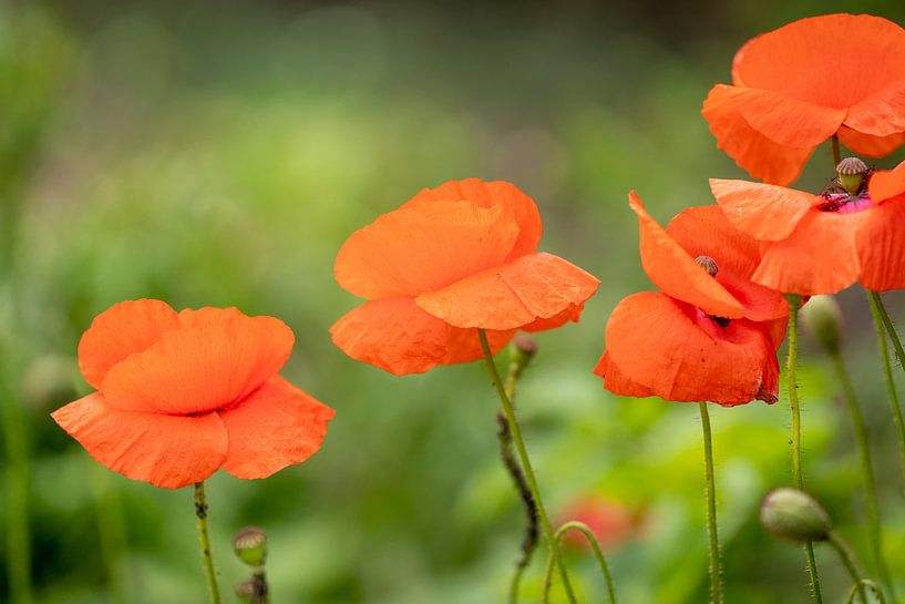 Poppies with a nice bokeh as background. by Lieke van Grinsven van Aarle