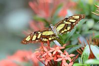 Buntes Grün mit braunem Schmetterling