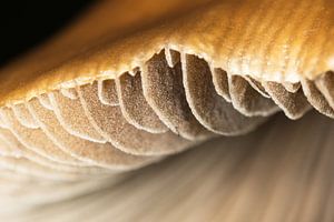 Macro shot of a fungus von Annemieke Storm