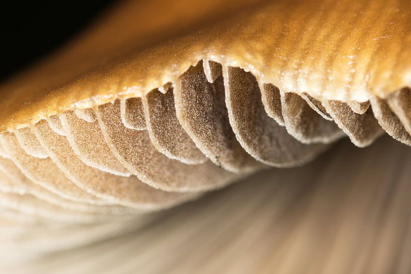 Macro shot of a fungus by Annemieke Storm