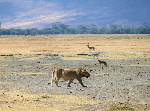 lion jackal gazelle