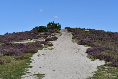Naar de top van de Lemelerberg
