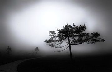 Nebel im Moor