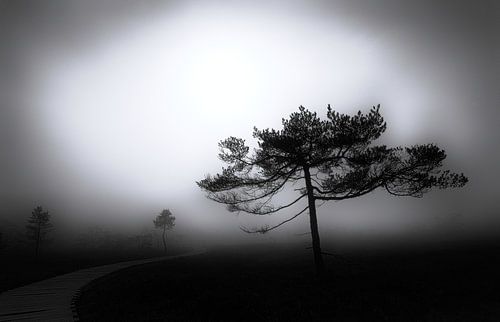 Nebel im Moor