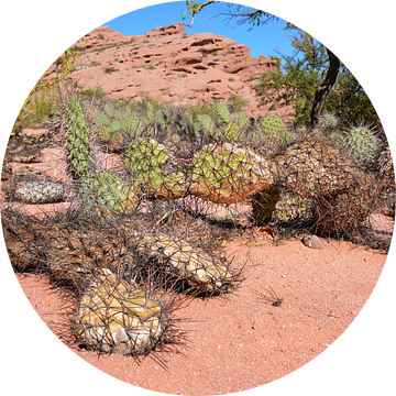 Cactus en rode rotsen in Argentijnse woestijn van My Footprints