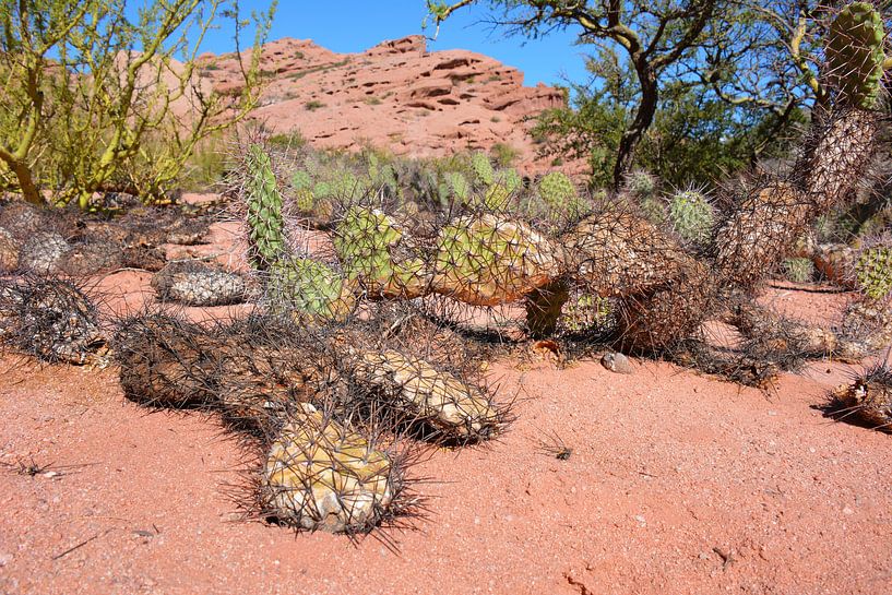 Cactus en rode rotsen in Argentijnse woestijn van My Footprints
