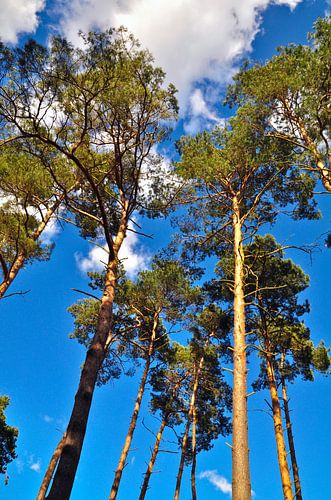 Lentefluister van de dennen