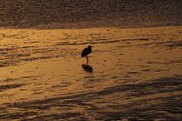 Beach bird