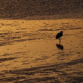 Oiseau de plage sur Ellen Kloet