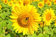 Sonnenblumen in der Dordogne von 7Horses Photography Miniaturansicht