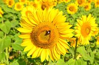 Zonnebloemen in de Dordogne