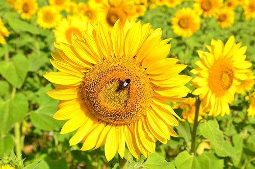 Sonnenblumen in der Dordogne