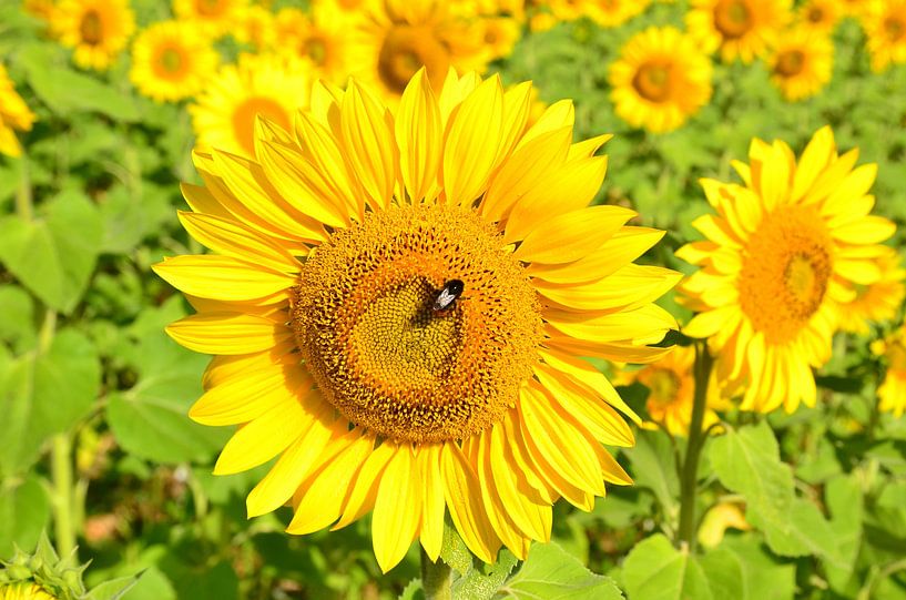 Sonnenblumen in der Dordogne von 7Horses Photography