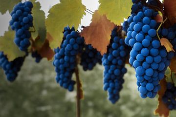 Grapes in dark blue and red by Frank Heinz