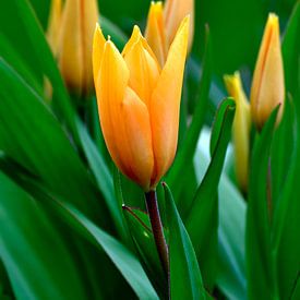 gele tulpen - Tulipa van Juergen Braun