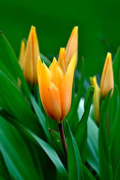 gele tulpen - Tulipa van Juergen Braun