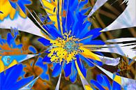 Zonnehoed, bloemen, abstract, (Rudbeckia fulgida) van Torsten Krüger thumbnail