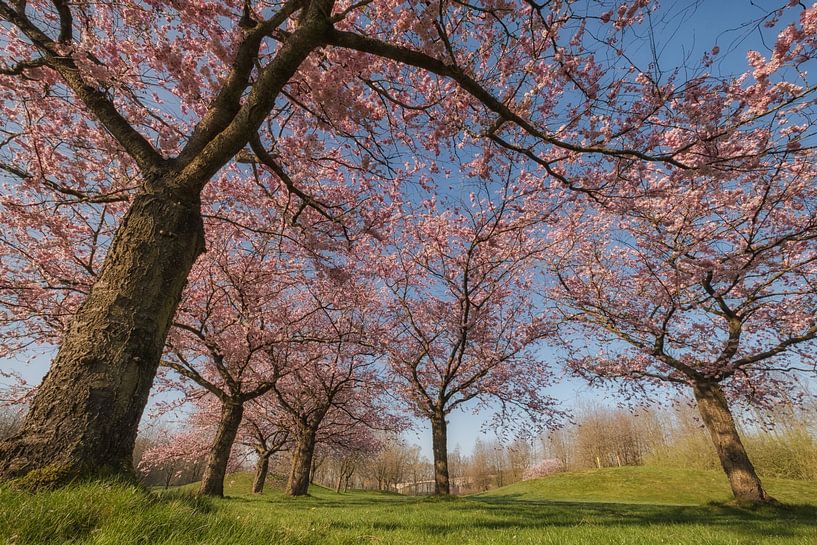 Bloesembomen van Moetwil en van Dijk - Fotografie