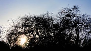 Reiher in der Wintersonne