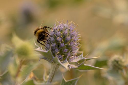 Bij op een zeedistel
