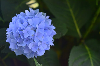 Blauer Hortensienball im Dunkeln
