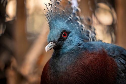 Pigeon à couronne de Victoria