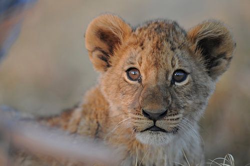 In de camera kijkende leeuwenwelp