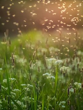Sunny Mosquitoes In The Field by Martijn Wit