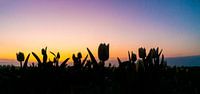 Tulip field at sunrise.