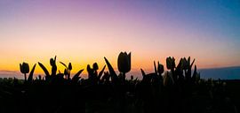Tulip field at sunrise. by Lex van der Putten