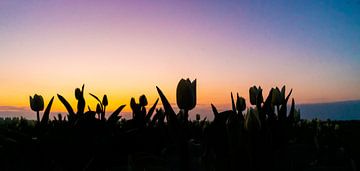 Tulip field at sunrise. by Lex van der Putten