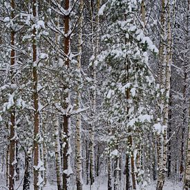 Forêt d'hiver sur Geertjan Plooijer