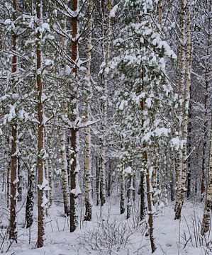 Winter forest by Geertjan Plooijer