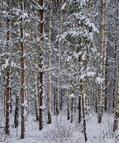 Winterwald von Geertjan Plooijer