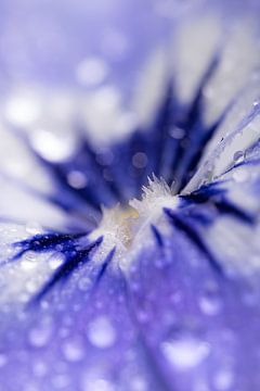 druppels op een blauw viooltje van Marjolijn van den Berg