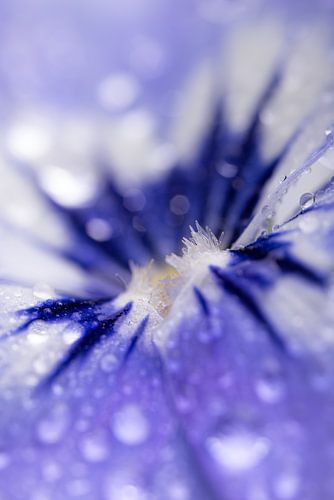 druppels op een blauw viooltje