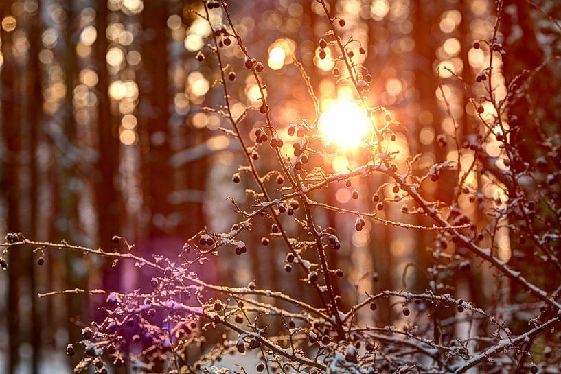 Zonsondergang door de bomen. Wintertijd van Yevgen Belich
