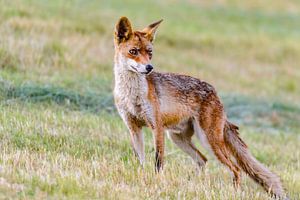 Ein Rotfuchs steht auf einem Feld