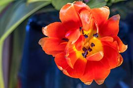 FRÜHLINGSERWACHEN von Photoart-Naegele