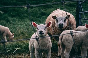 Petit troupeau : une mère chèvre et ses deux attachants agneaux